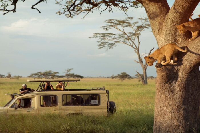 3 Days Tanzania Safari